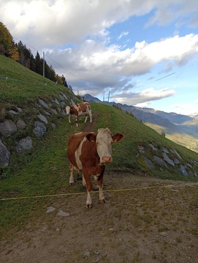 Ahrntal Ortnerhof 아파트 외부 사진